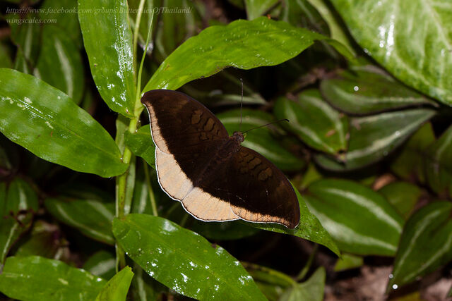 Cynitia lepidea sthavara