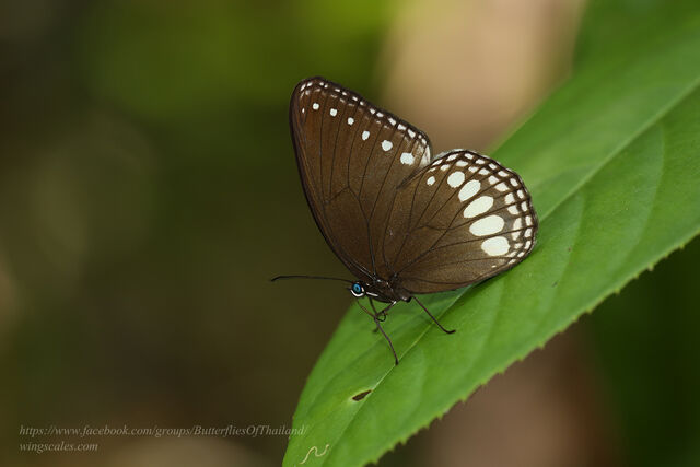 Ethope diademoides diademoides