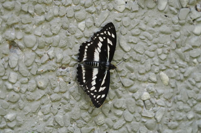 Mimathyma chevana chevana