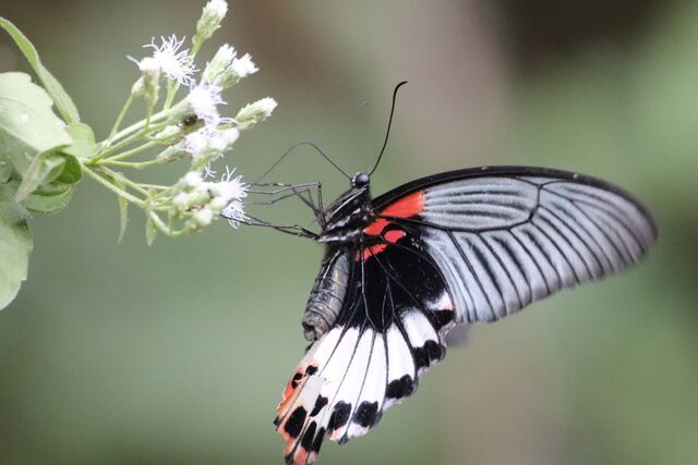 Papilio agenor agenor