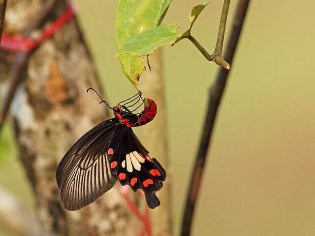 Pachliopta aristolochiae goniopeltis