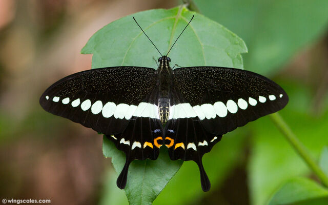 Papilio demolion demolion