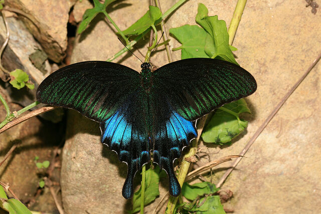 Papilio bianor pinratanai