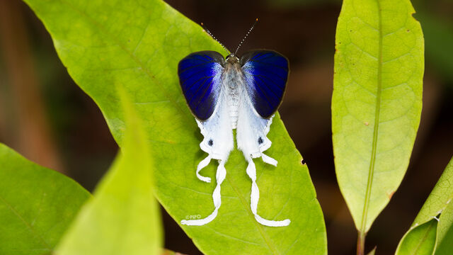 Hypolycaena amasa amasa