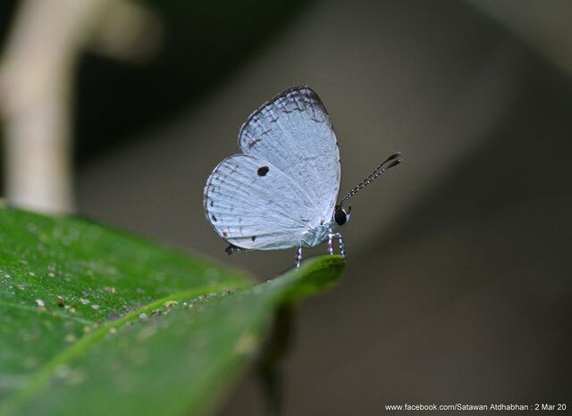 Neopithecops zalmora zalmora