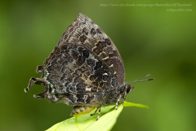 Thaduka multicaudata multicaudata