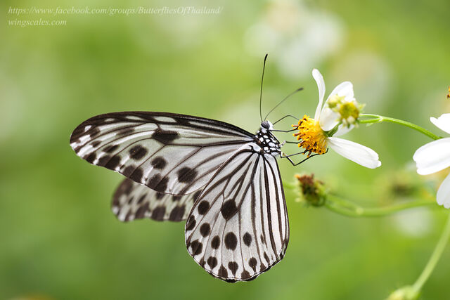 Ideopsis gaura perakana