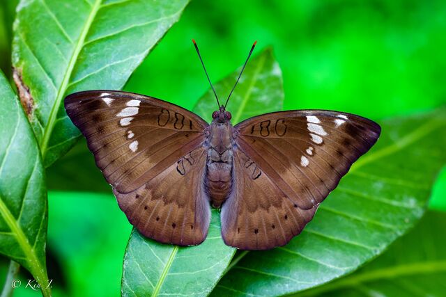Euthalia aconthea garuda