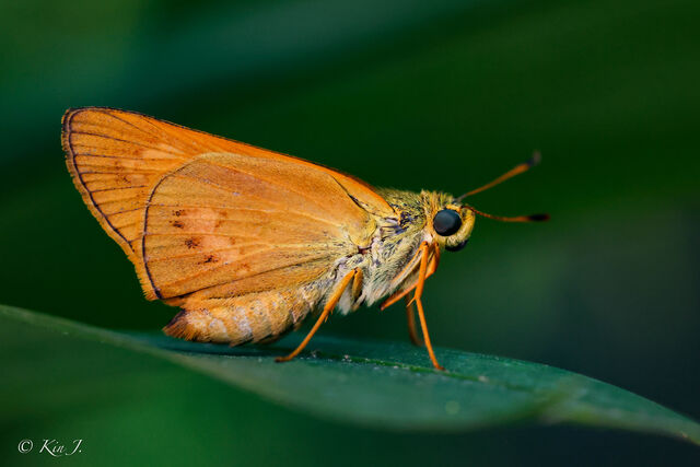 Cephrenes acalle oceanica