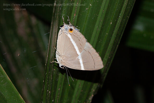 Dacalana sinhara aoyamai