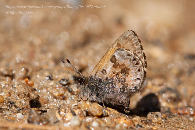 Orthomiella rantaizana rovorea