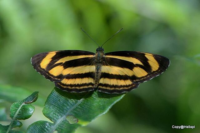 Neptis zaida inayoshii