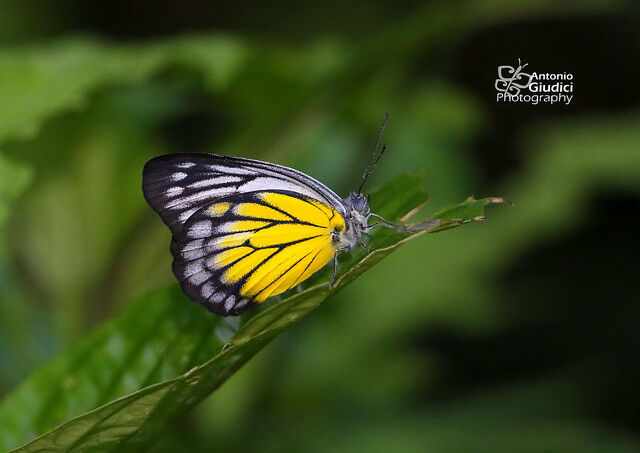 Delias singhapura singhapura