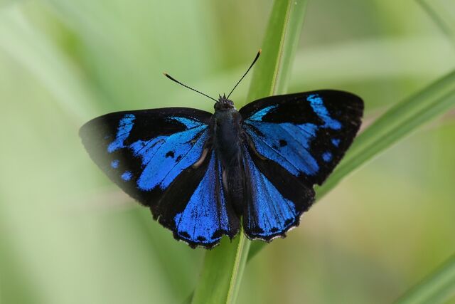 Poritia erycinoides elsiei