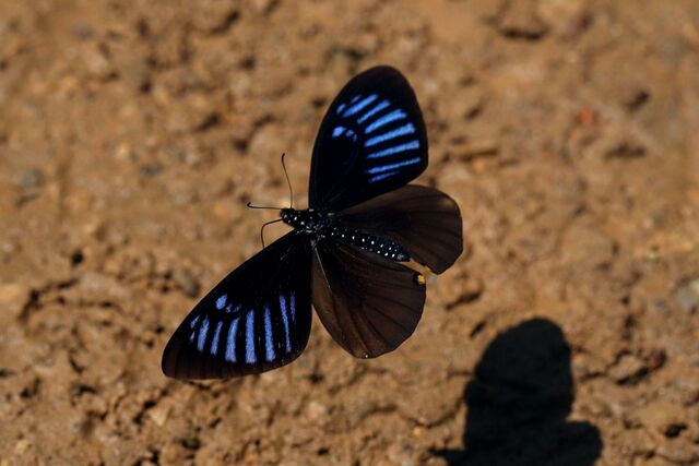 Papilio slateri slateri