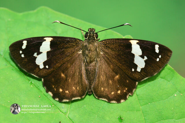 Celaenorrhinus leucocera