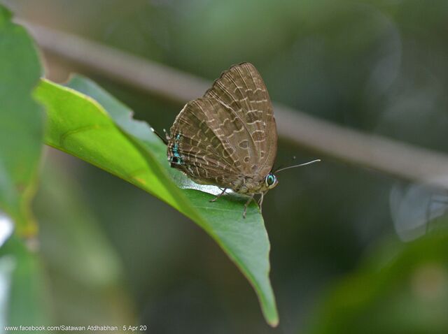 Arhopala horsfieldi basiviridis