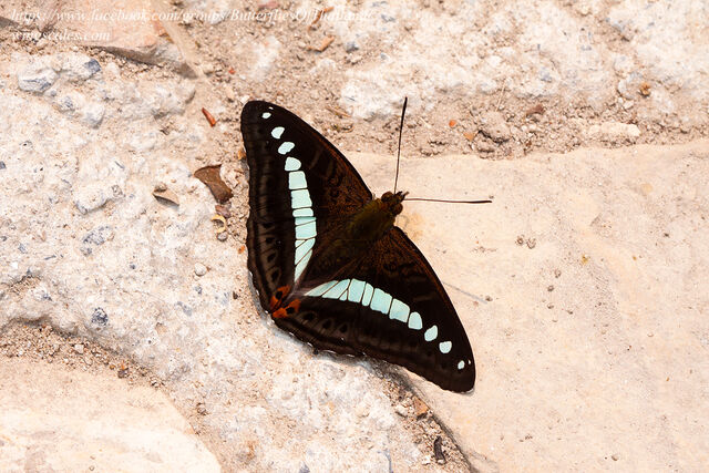 Athyma daraxa daraxa