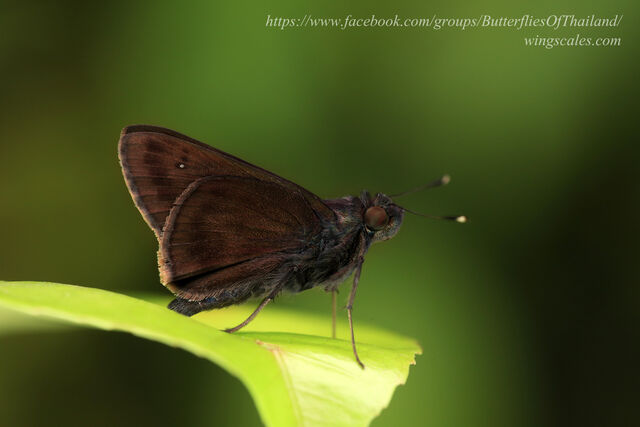 Hyarotis microstictum microstictum