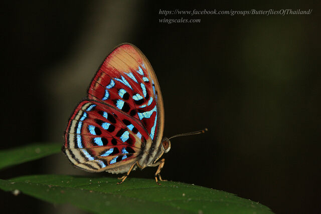 Paralaxita telesia lyclene