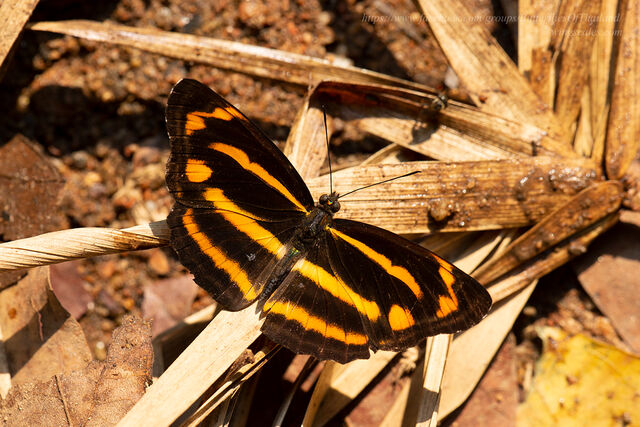 Neptis ananta learmondi