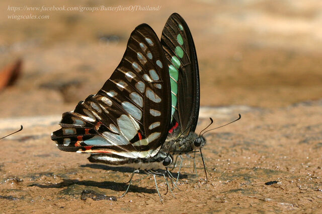 Graphium eurypylus acheron