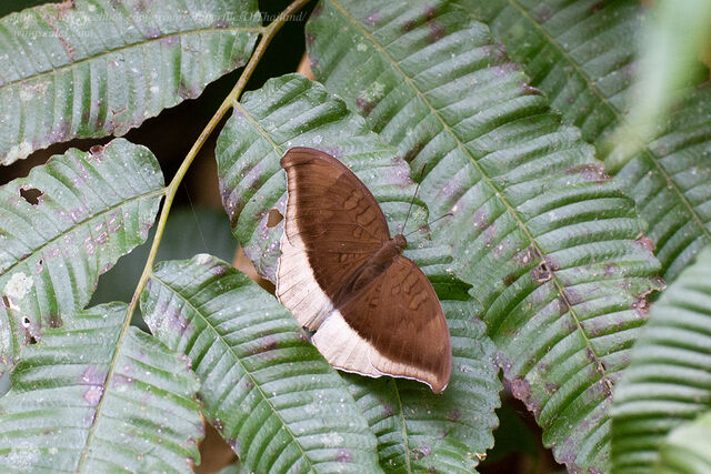 Cynitia lepidea sthavara