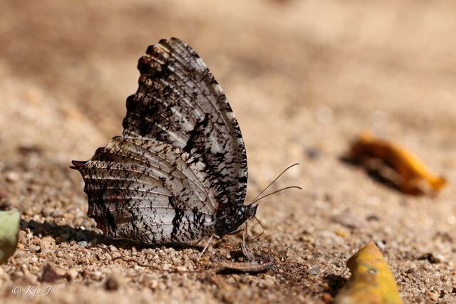 Elymnias nesaea timandra