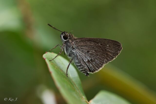 Suastus minutus aditia