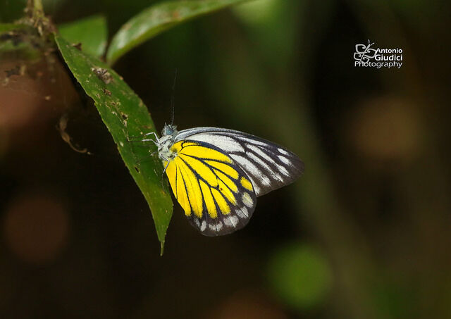 Delias singhapura singhapura