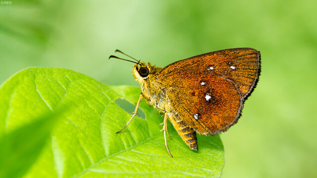 Iambrix salsala salsala