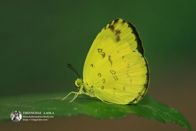 Eurema andersonii andersonii
