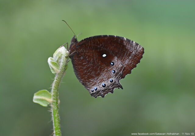 Elymnias panthera lutescens