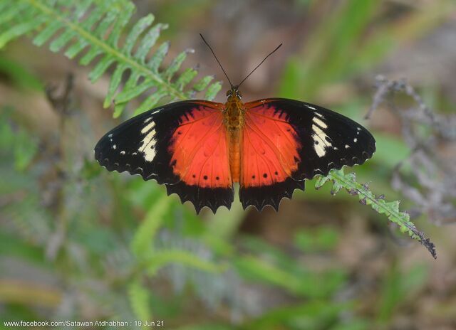 Cethosia methypsea methypsea
