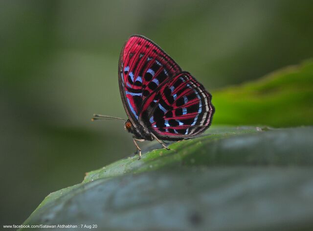 Paralaxita damajanti damajanti