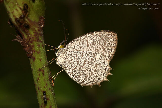 Allotinus horsfieldi permagnus