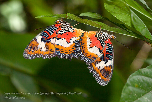 Cethosia hypsea hypsina