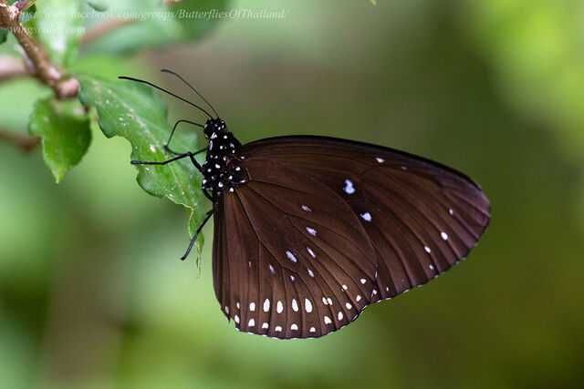 Euploea midamus chloe