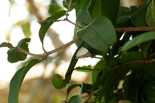 Rachana jalindra indra