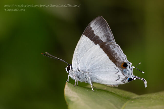 Rachana jalindra indra