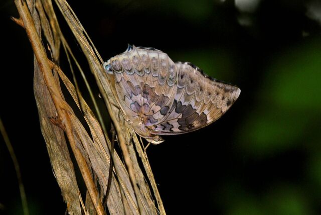 Charaxes durnfordi merguia