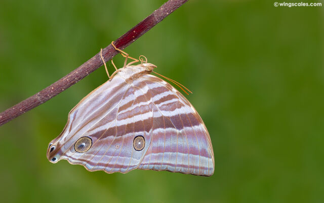 Amathusia phidippus phidippus