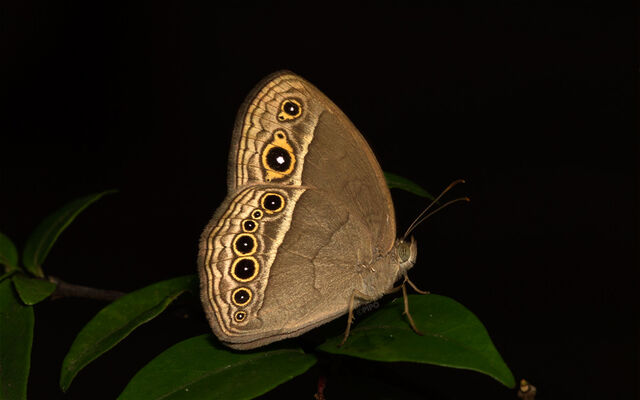 Mycalesis perseoides perseoides