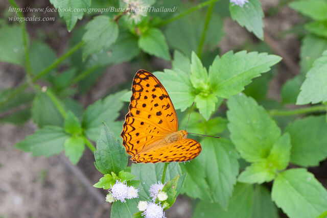 Phalanta phalantha phalantha