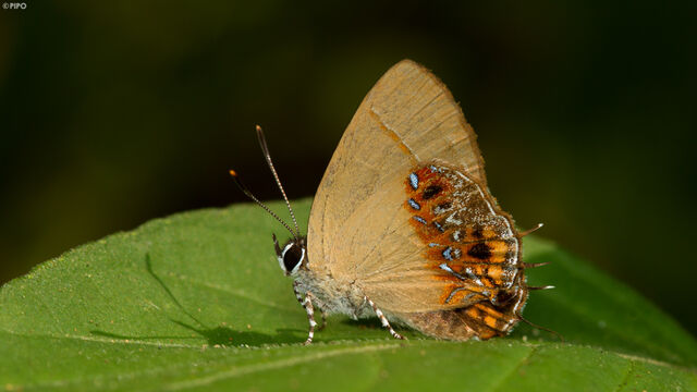 Semanga superba deliciosa