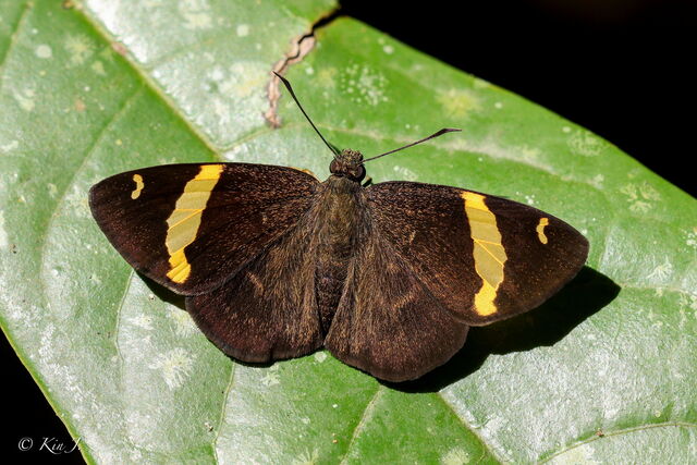 Aurivittia aurivittata