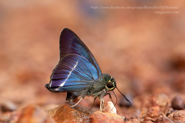 Hasora malayana malayana