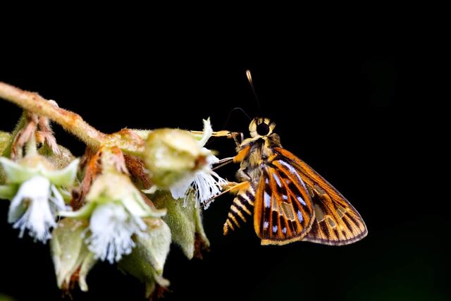 Pyroneura margherita miriam