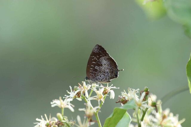 Arhopala bazaloides bazaloides