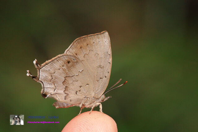 Surendra quercetorum quercetorum